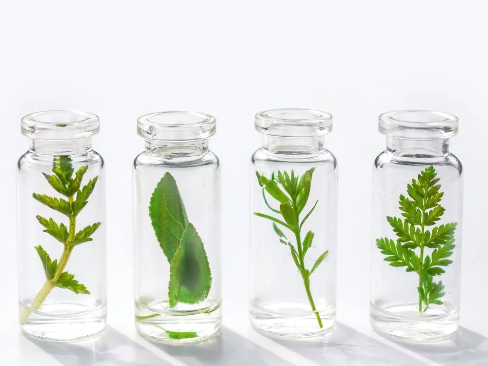 Mueggenburg USA News: The Future of Botanical Ingredient Sourcing